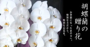 低価格・高品質の胡蝶蘭　プレミアガーデン